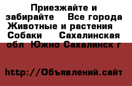 Приезжайте и забирайте. - Все города Животные и растения » Собаки   . Сахалинская обл.,Южно-Сахалинск г.